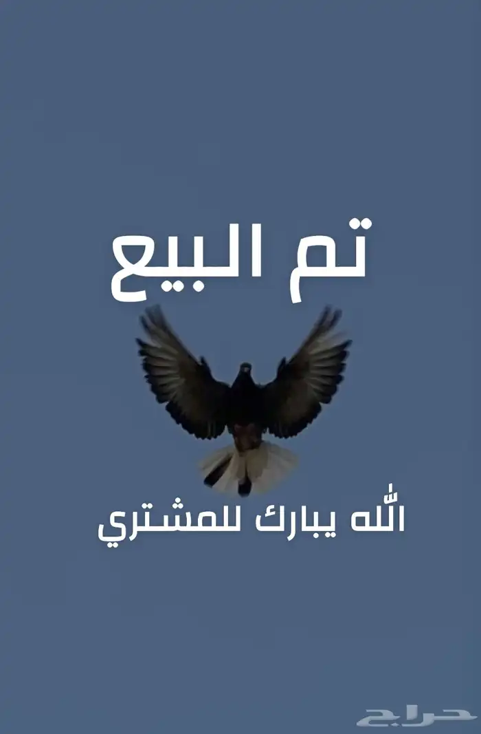 زوج حمام قطايف 0