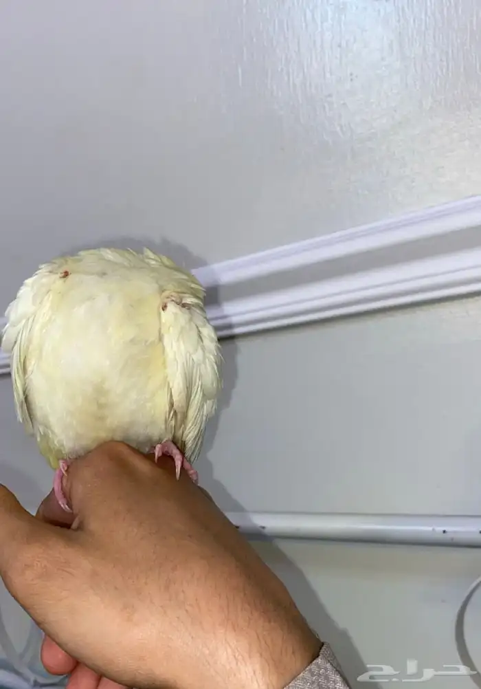 للبيع كروان لاتينو أليف جدا (ليو) يتفاعل بقوة مع صاحبه 2