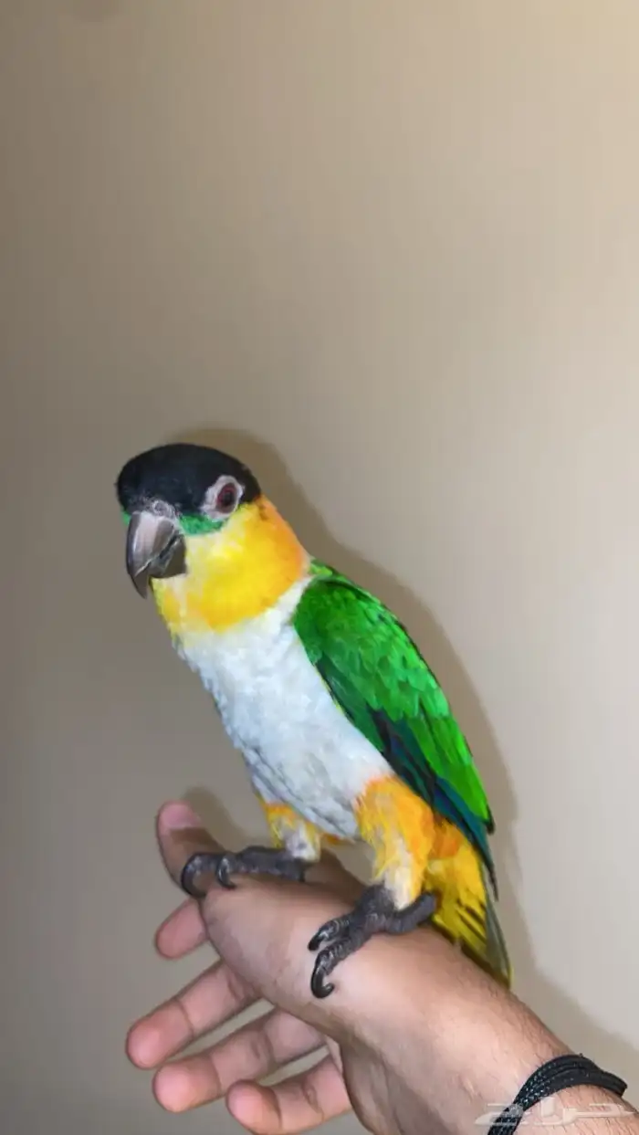 بغبغاء كايك تم البيع 2