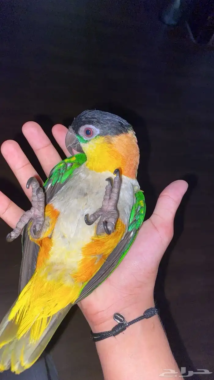 بغبغاء كايك تم البيع 1