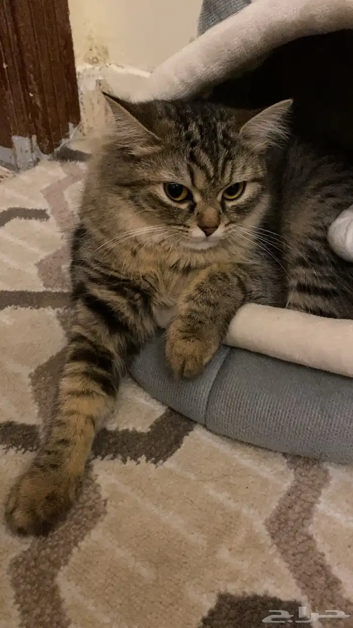 قطه للتبني 1