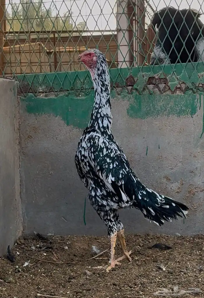 دجاجه شامو الماني بيور اساس خوارج نوادر 0