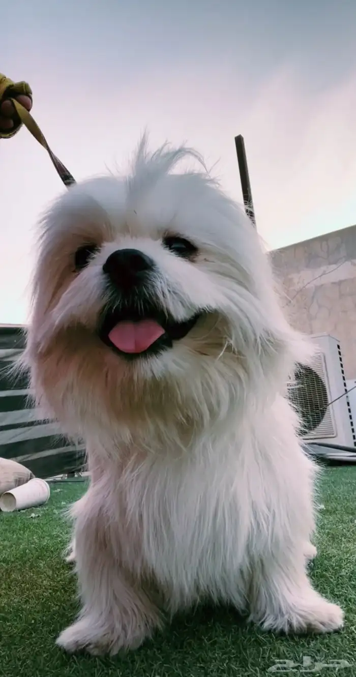 للبيع كلب للمعلومات العميقه تواصل خاص 0