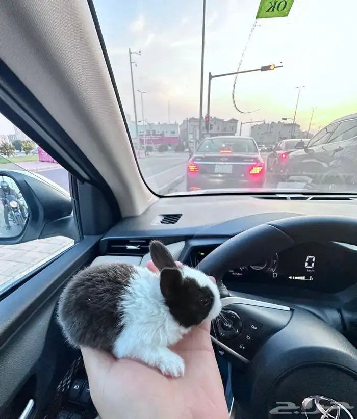 ارنب صغير للبيع 1