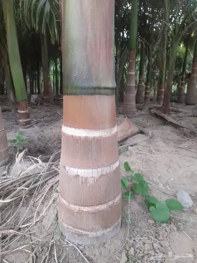 نخيل ملوكي نخيل واشنطني نارجيل بسعار مناسبه index