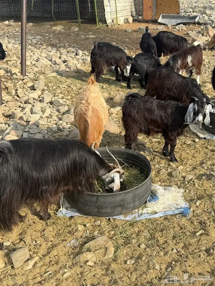 ماعز مقنوي على الشرط 7