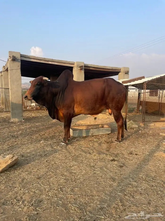 ثور للبيع 0