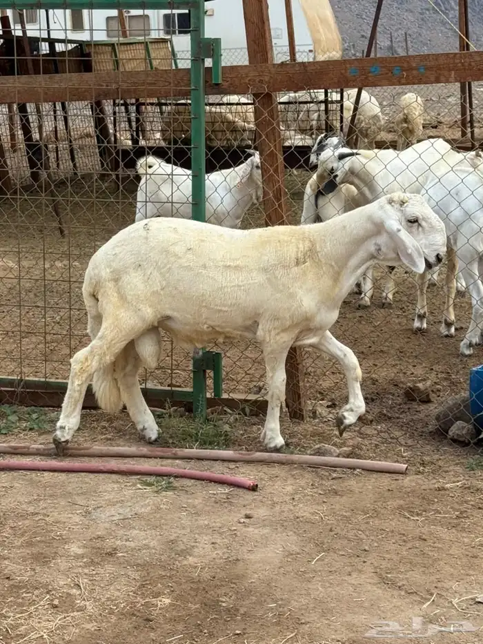 مشروع فحل سواكن انتاج محلي 1