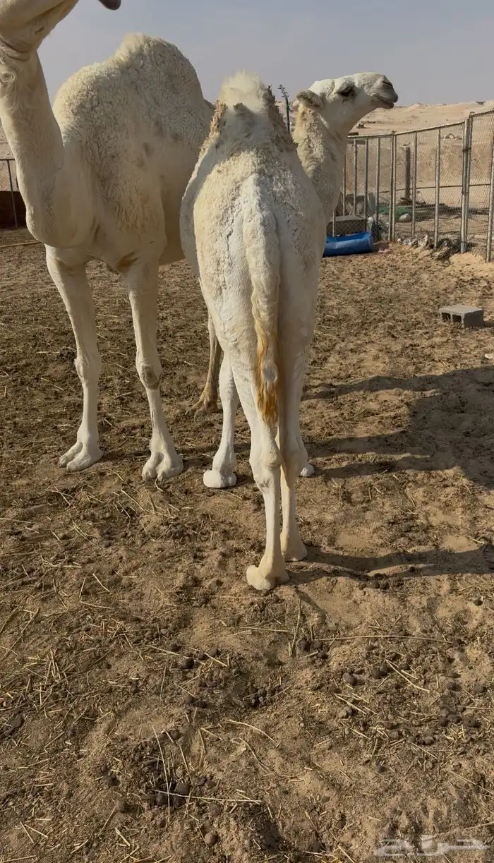 قعود فل الفل تحت امه 1