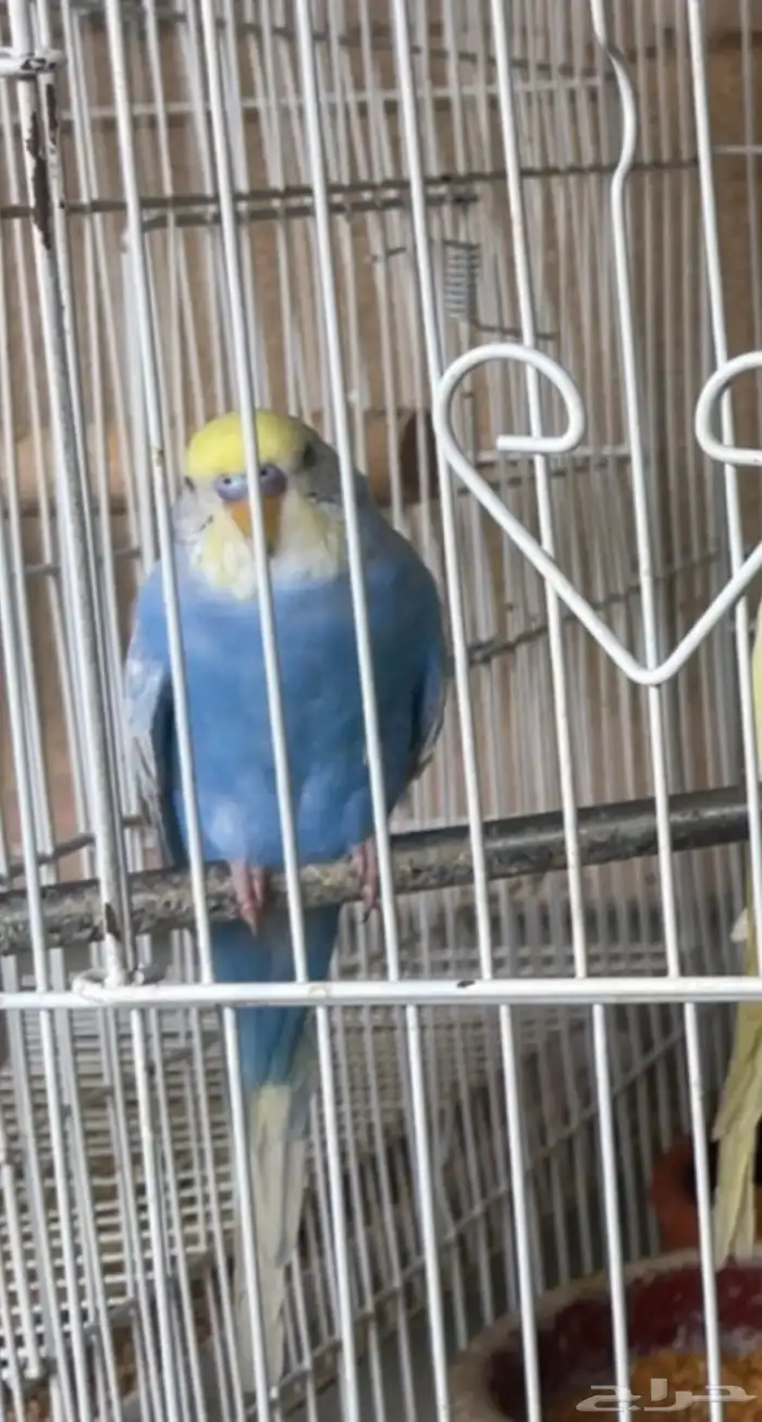 ازواج بادجي عده تصنيفات مع فروخها 1