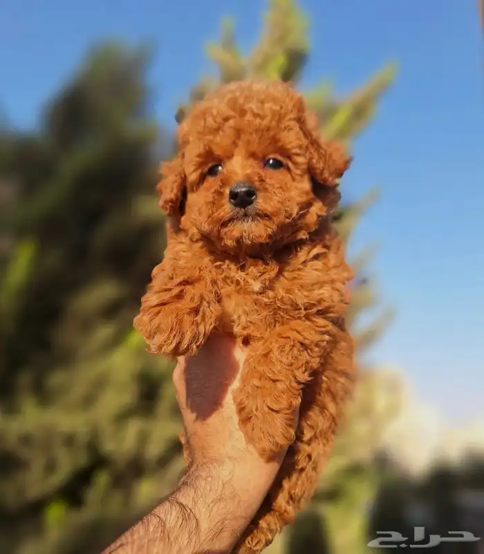 توي بودل للبيع 0