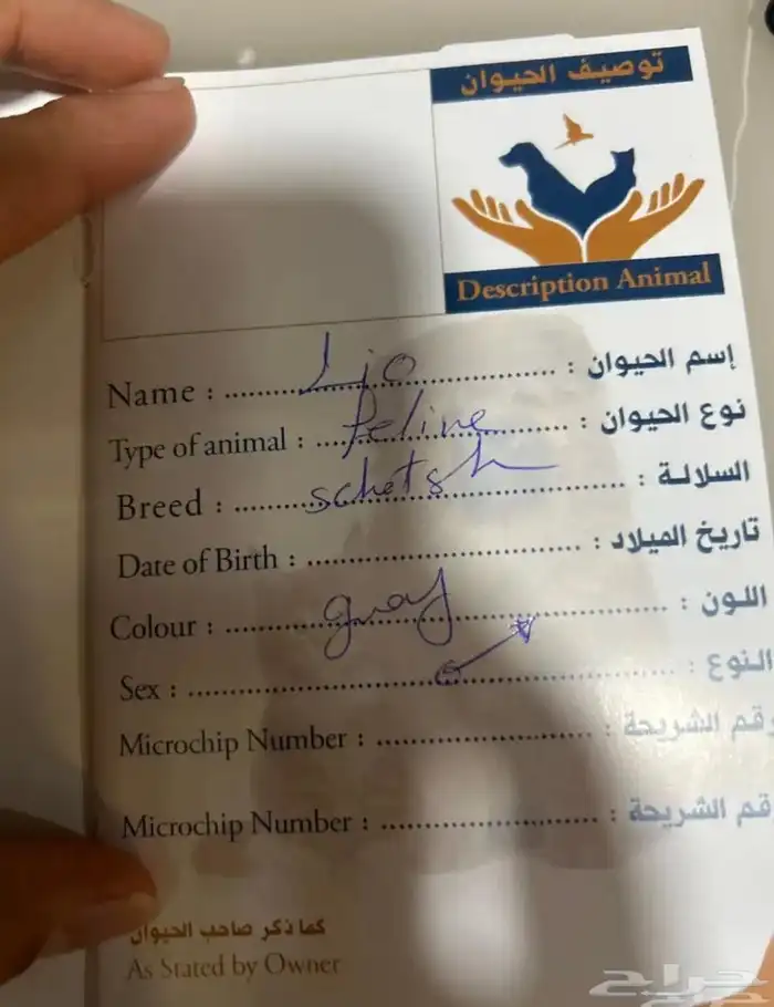 قط تبني سكوتش فولد 3