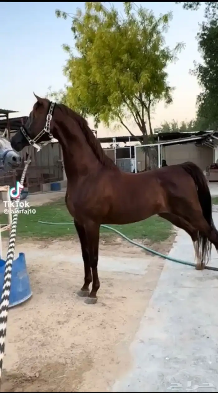 مهره شعبيه 1