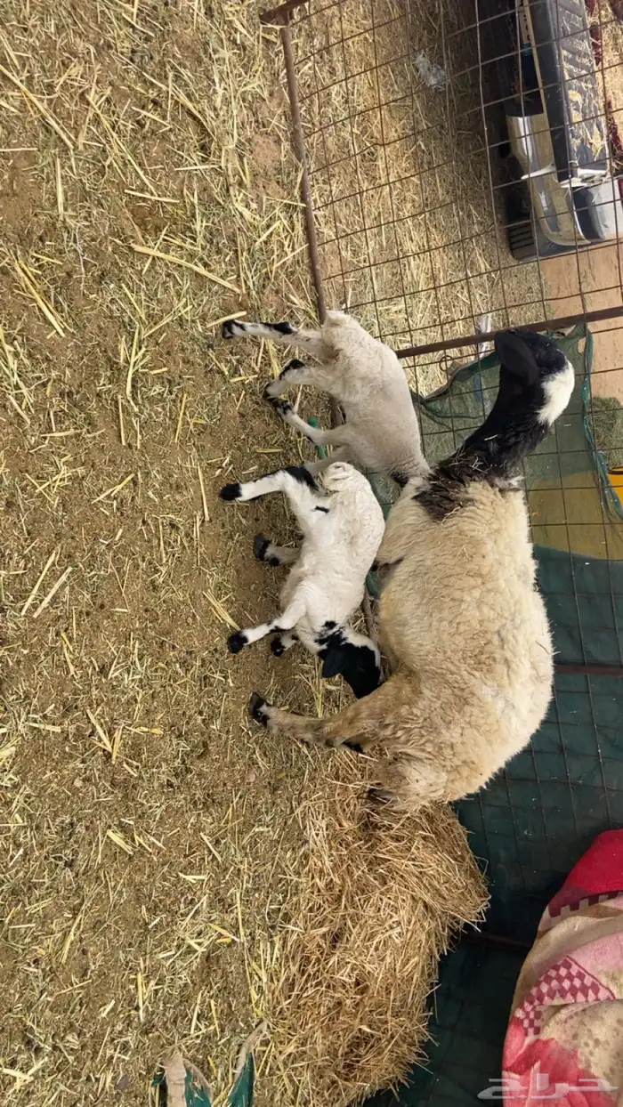 معزا متاويم 4