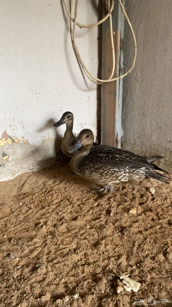 بط بلبول وصيفيه 1