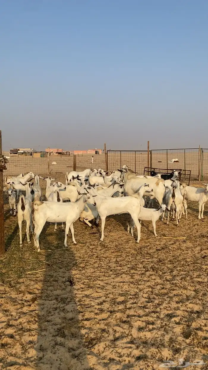 معزا البيشيات 9