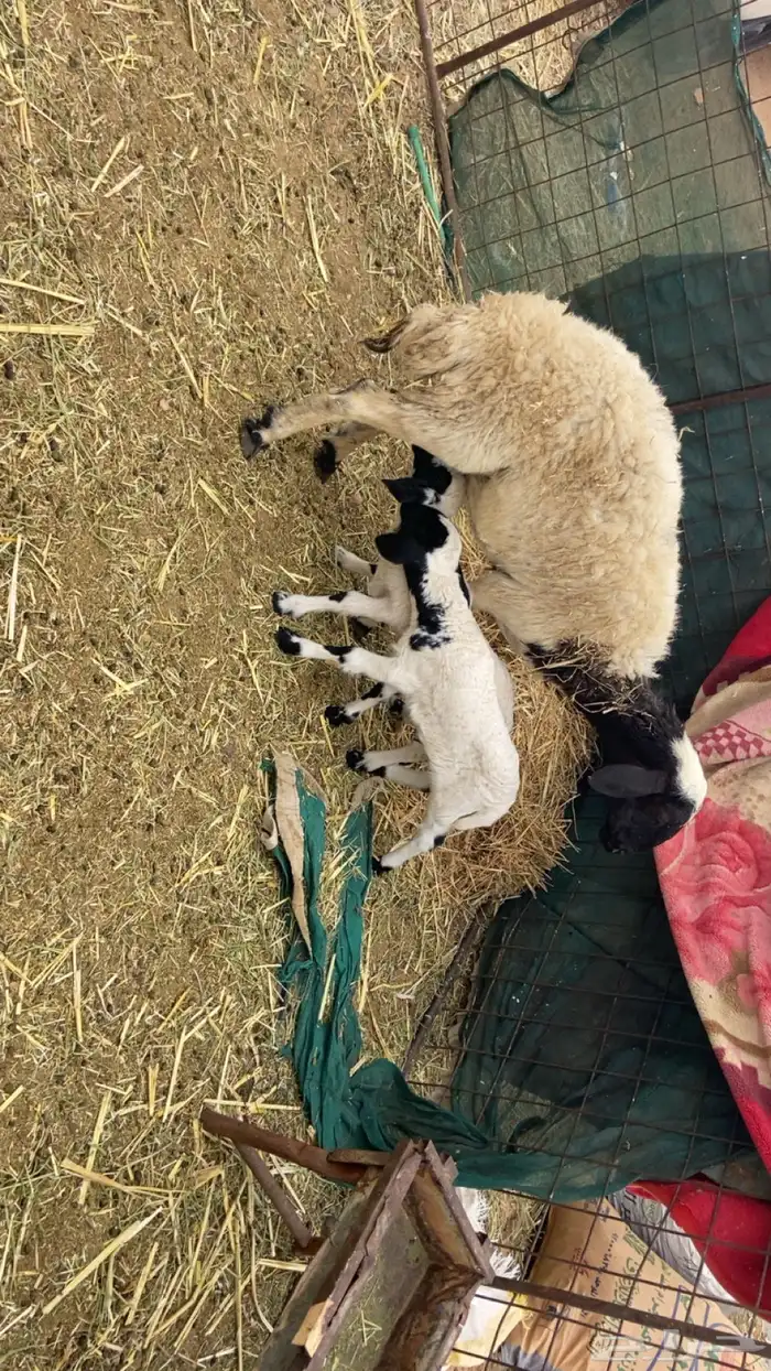 معزا متاويم 3