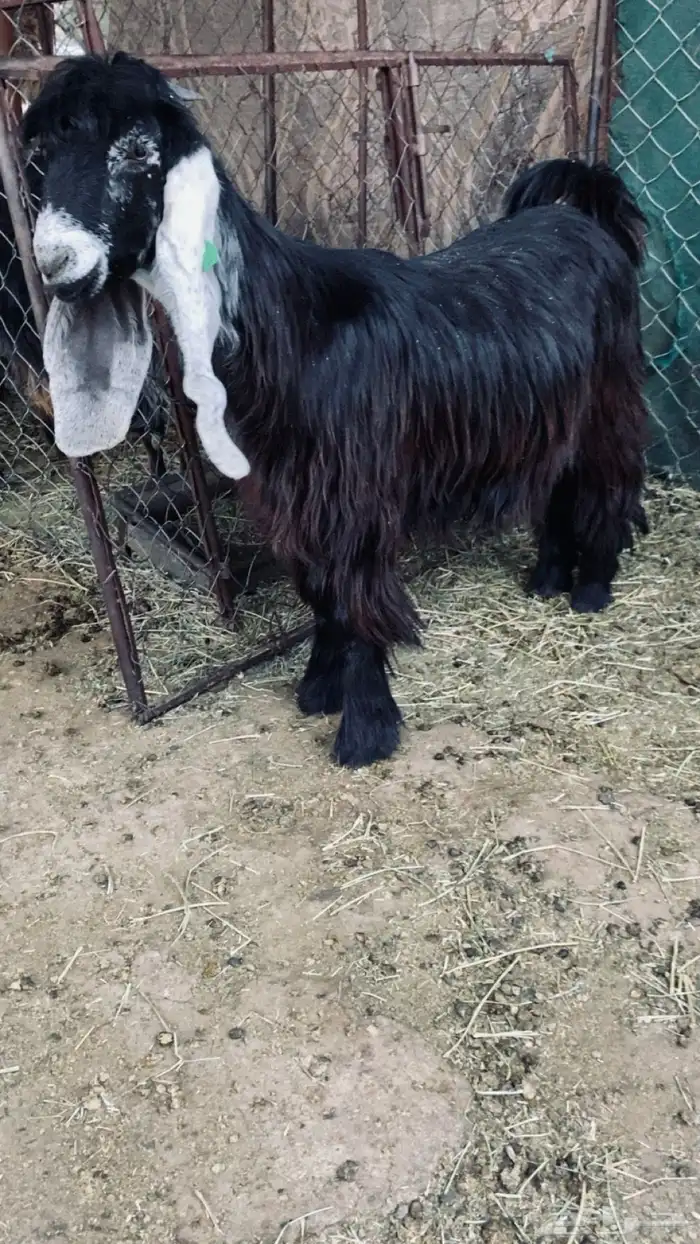 جفره عارضيه صنف 0