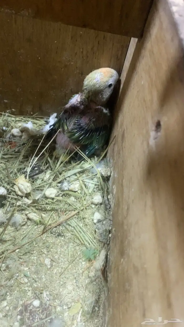 جوز روز معهم فرخ 2