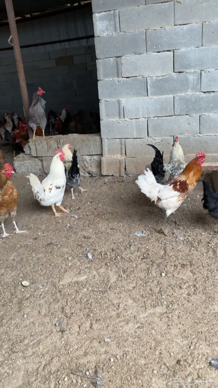 ديوك بلدي للبيع 2