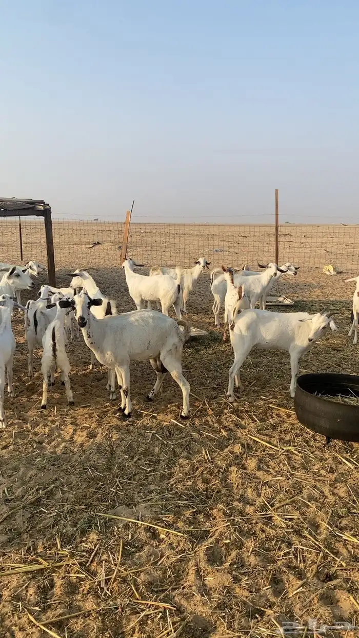 معزا البيشيات 5