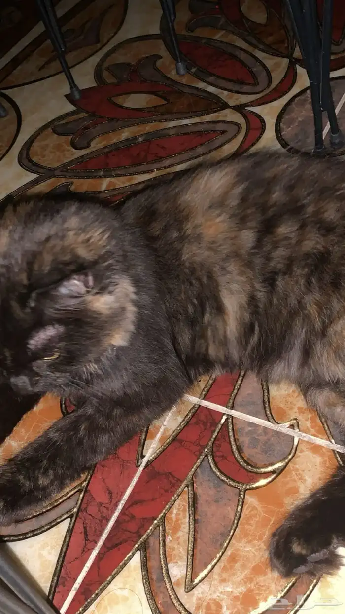 تبني قطه شيرازي 2