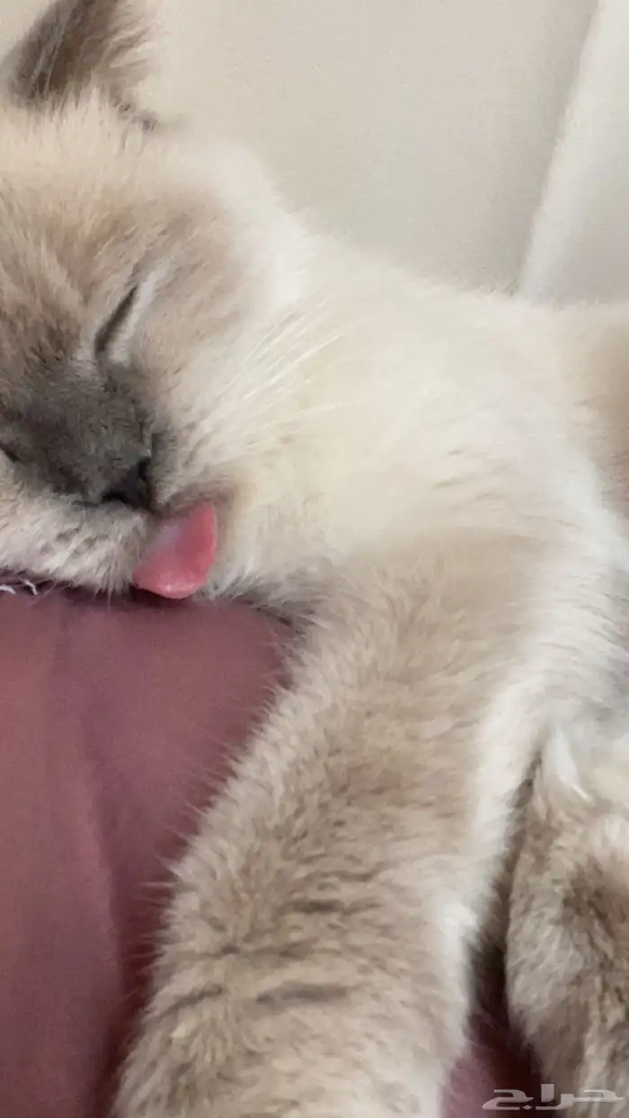 قطه للتبني همالايا انثى 2