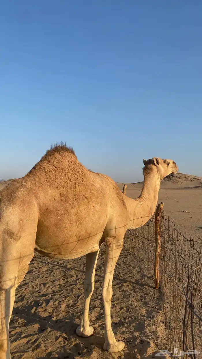 ناقة  حمرا 0