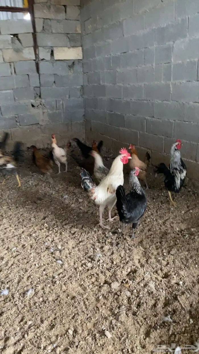 ديوك بلدي للبيع 4