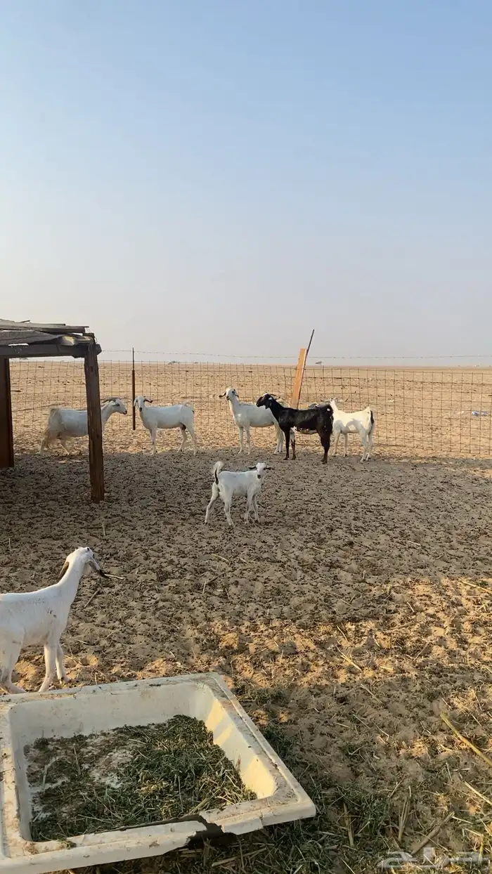 معزا البيشيات 7