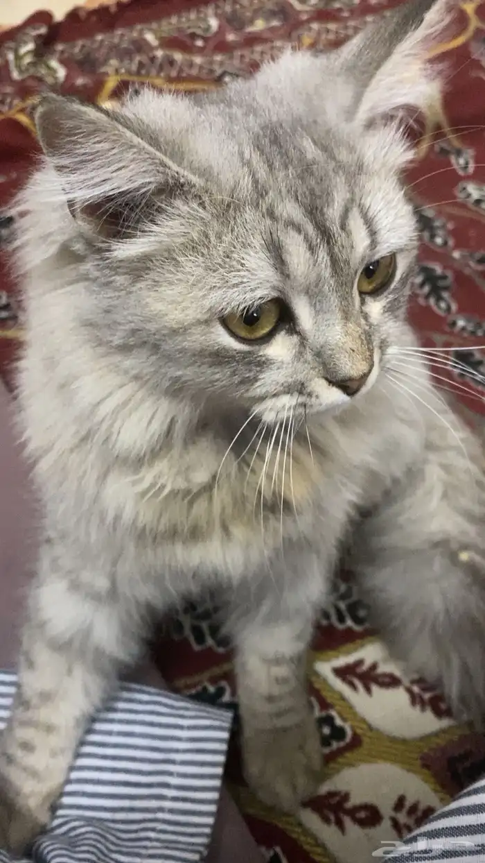 قط هملايا وشيرازي 0