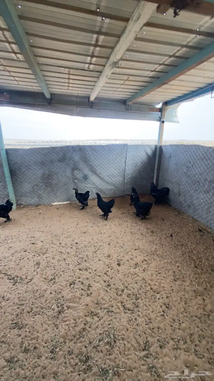 دجاج براهما العدد 8 0