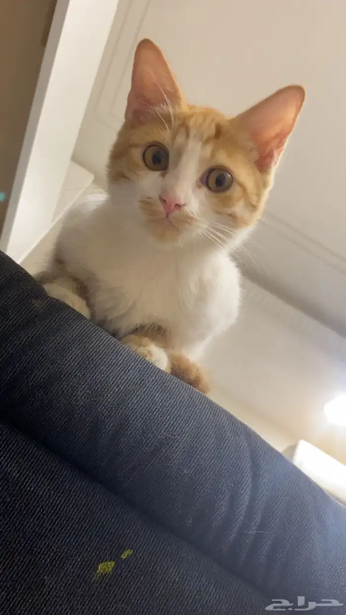 ثلاث قطط للبيع 0
