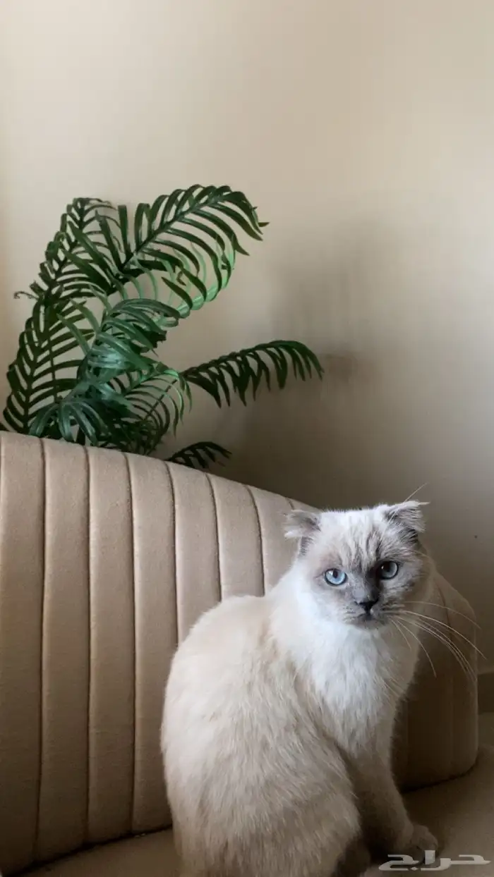 قطه للتبني همالايا انثى 0