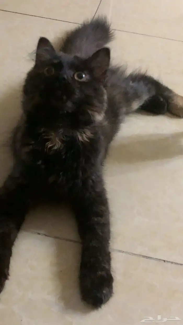 تبني قطه شيرازي 1