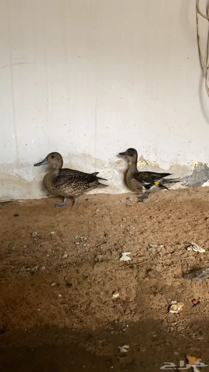 بط بلبول وصيفيه 2