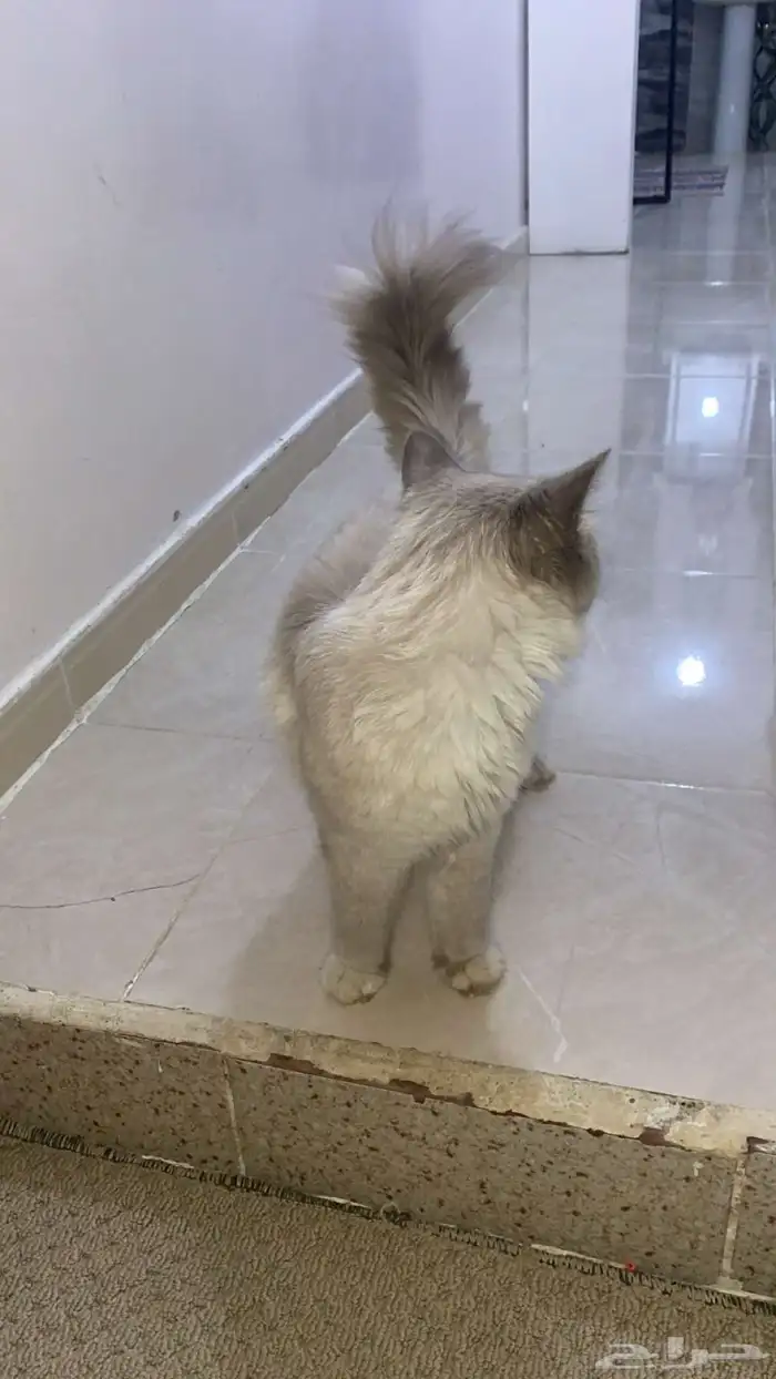 قطوه ل التبني والي بياخذها يخاف الله 0