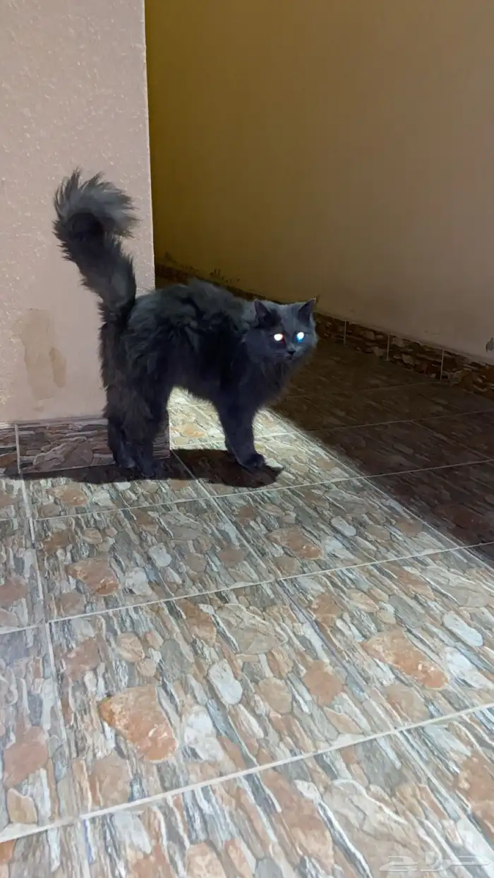 قطة مفقودة 1