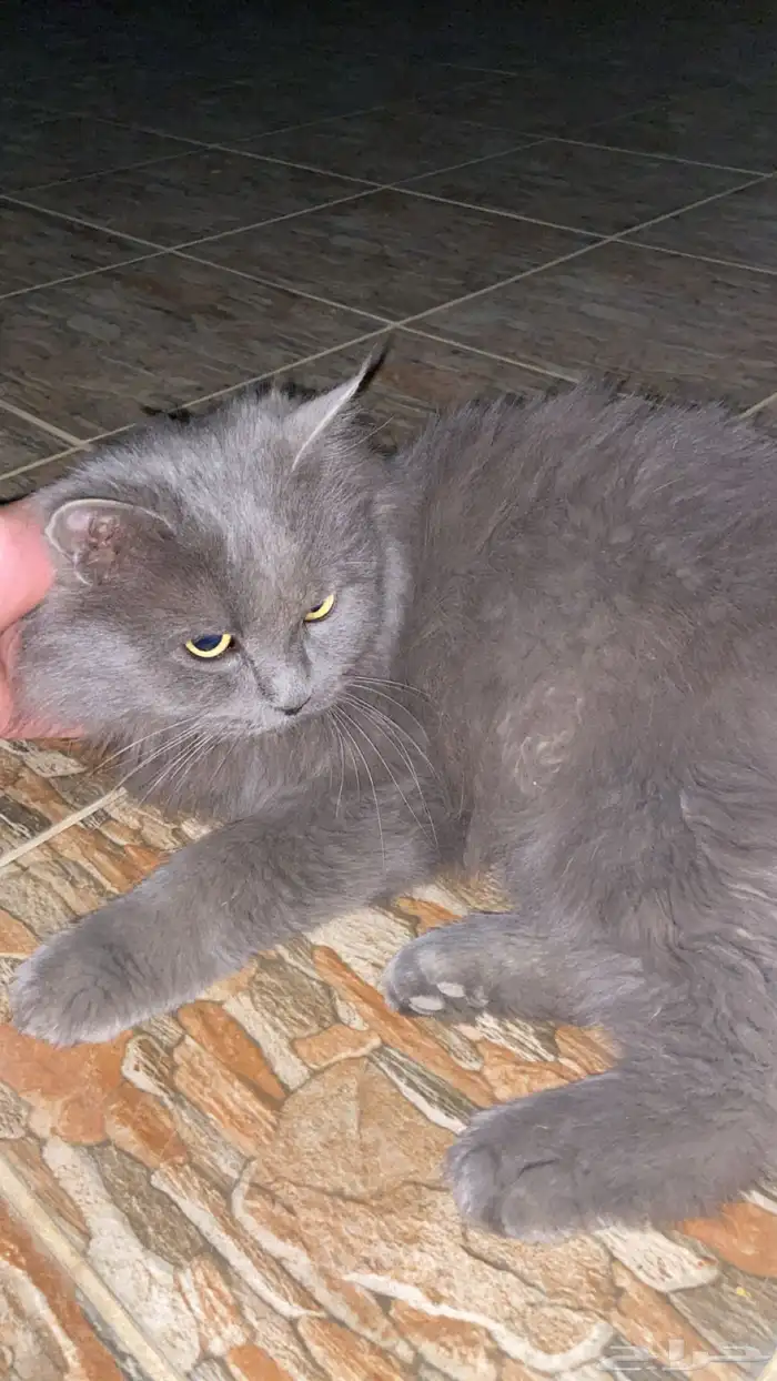 قطة مفقودة 0