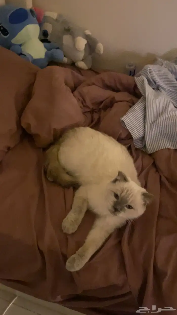 قطه للتبني همالايا انثى 3