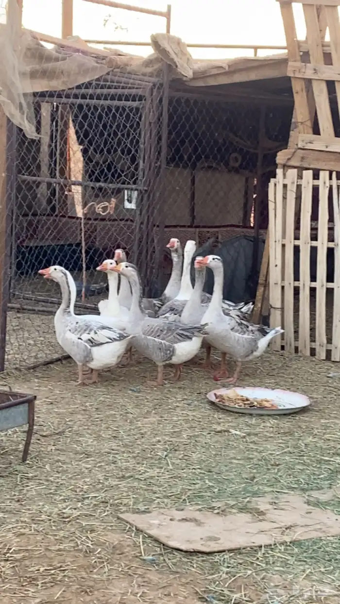 وز للبيع شروره 0