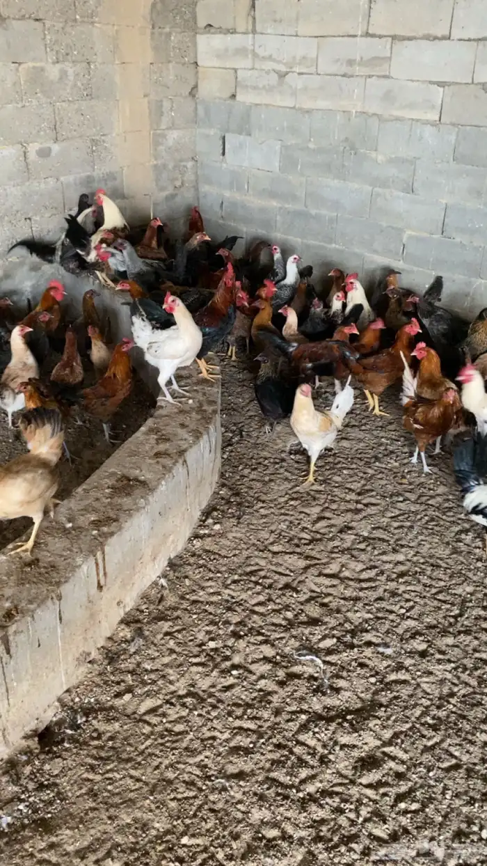 ديوك بلدي للبيع 0