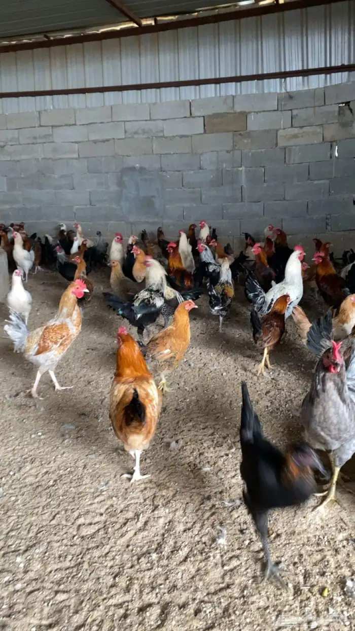 ديوك بلدي للبيع 3