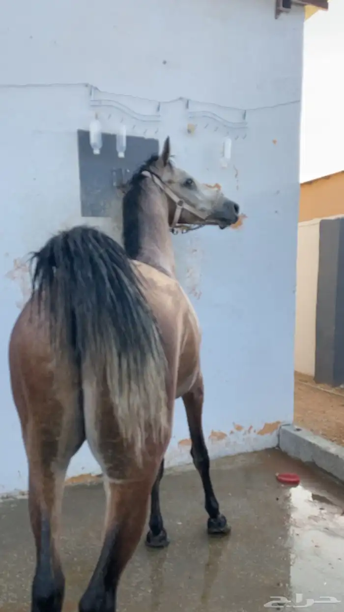 حصان شعبي كفوو 3