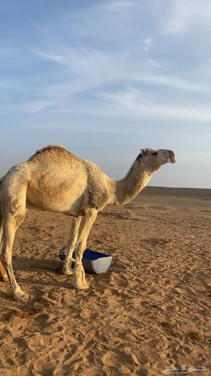 القعود البيع سنه رباع 1