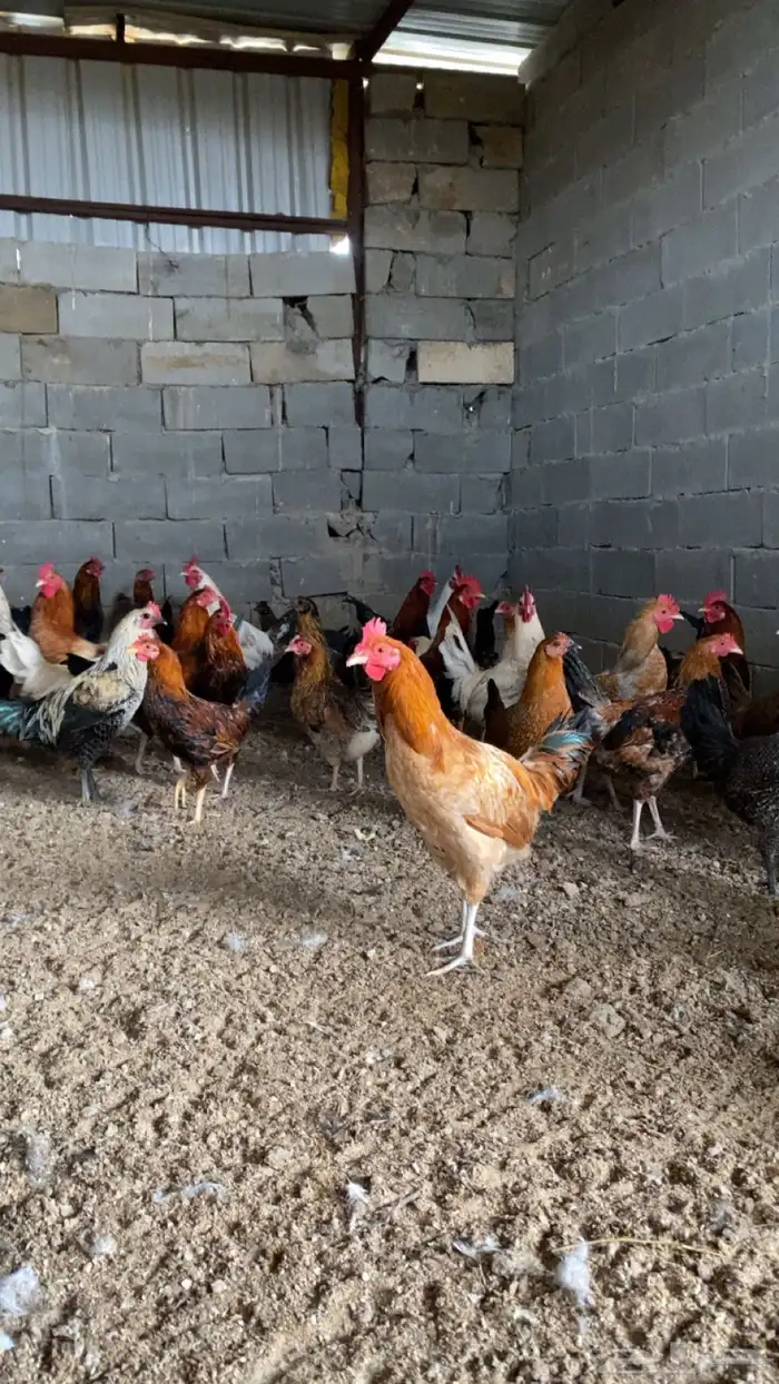 ديوك بلدي للبيع 6