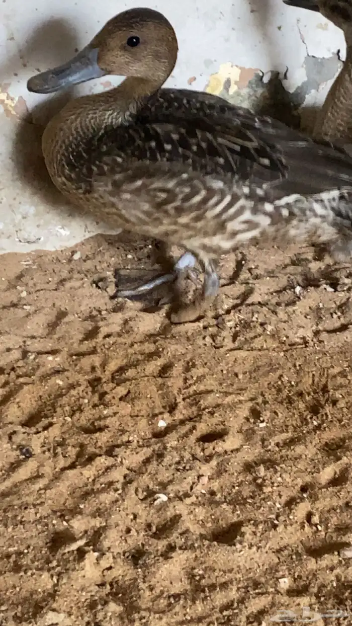 بط بلبول وصيفيه 0