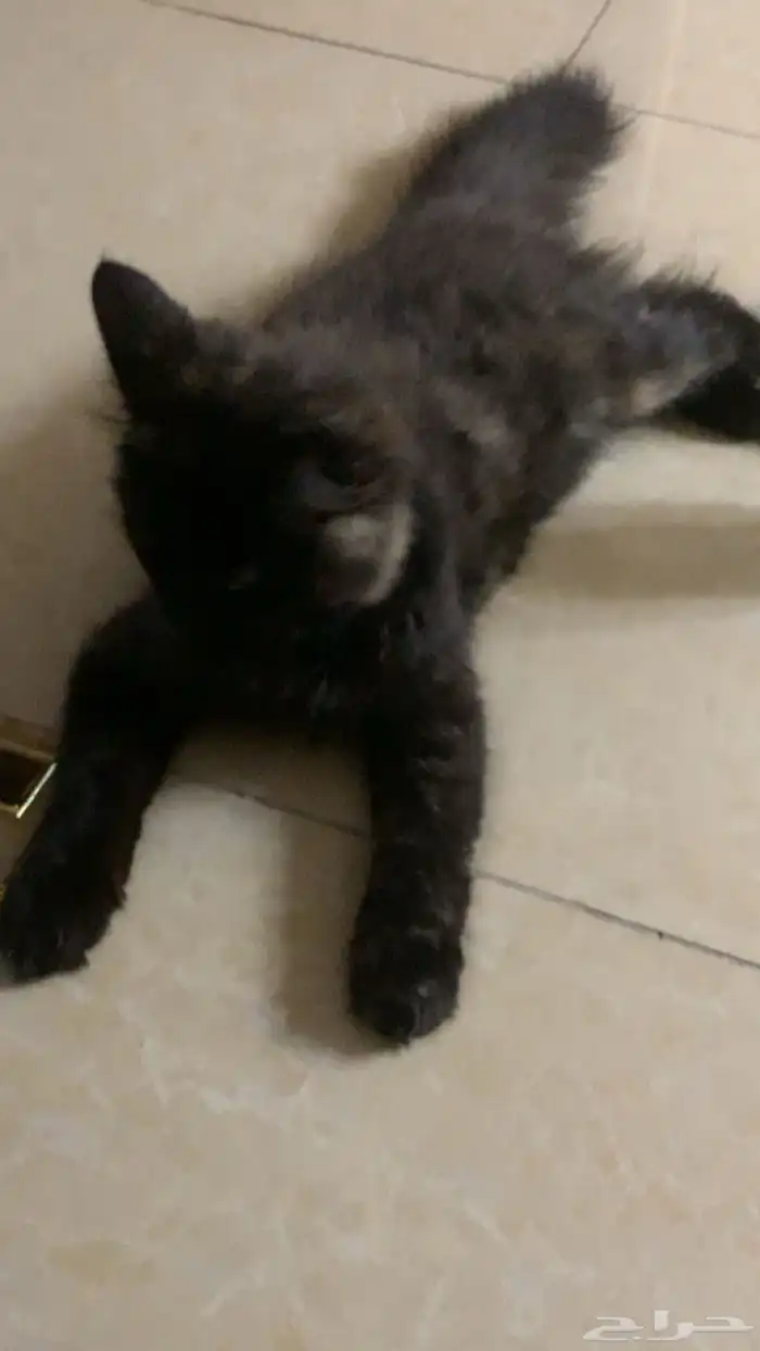 تبني قطه شيرازي 0