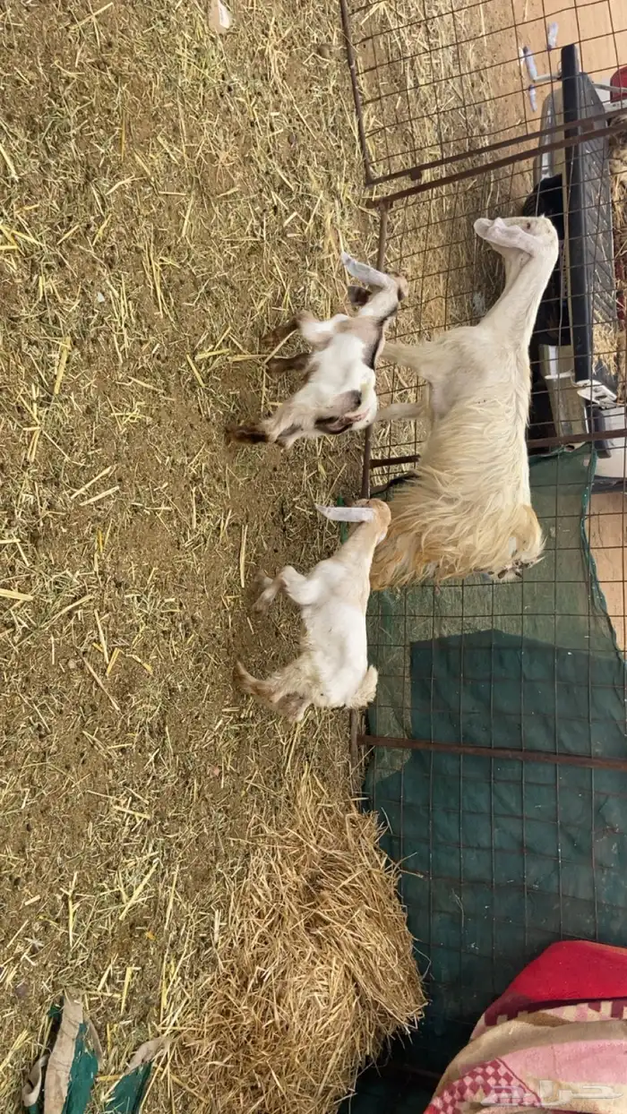 معزا متاويم 2