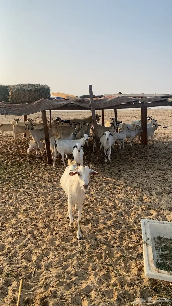 معزا البيشيات 2